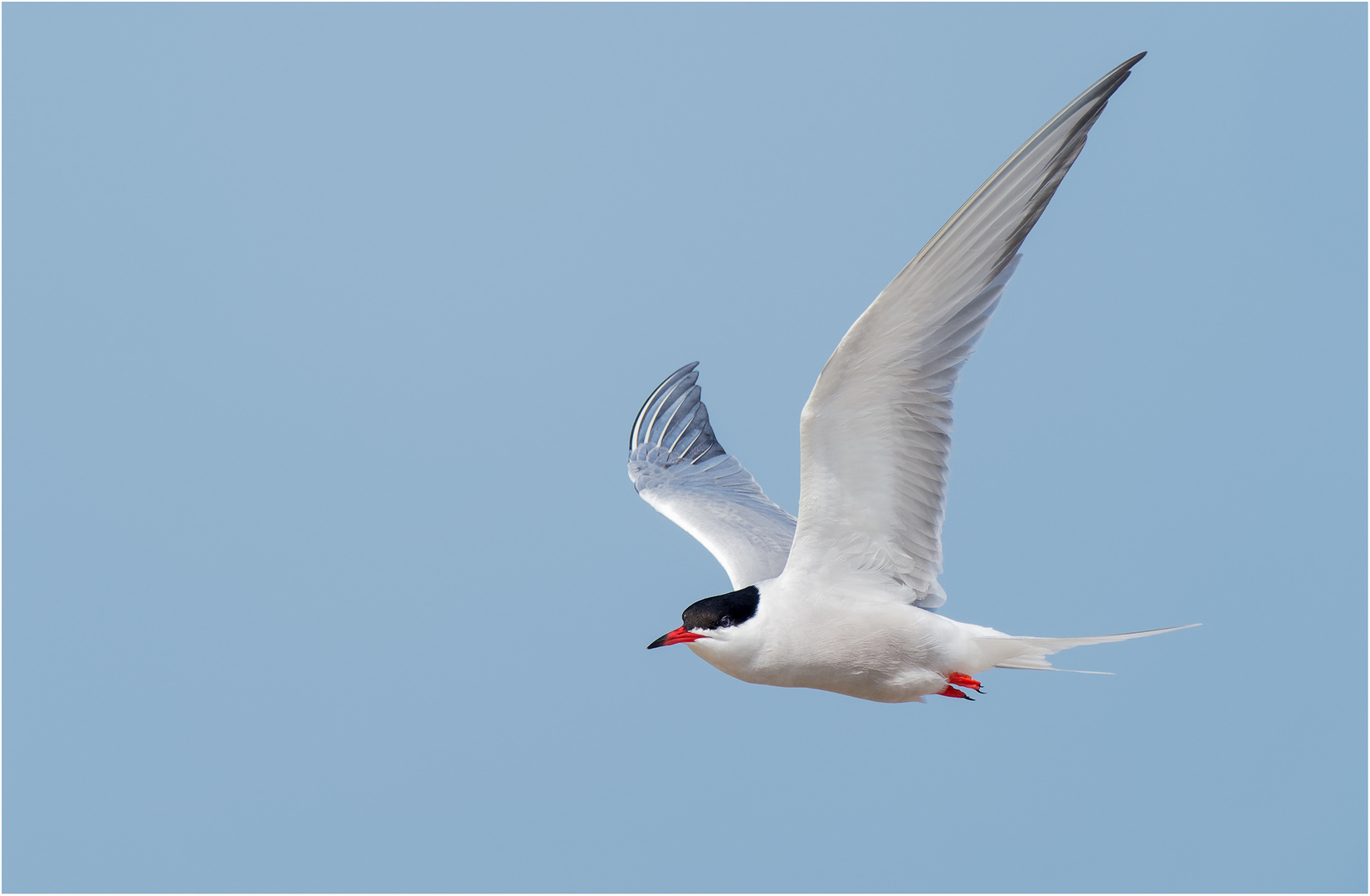 Der Flugakrobat