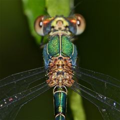 Der Flugapparat der Gemeinen Weidenjungfer (Chalcolestes viridis) . . .