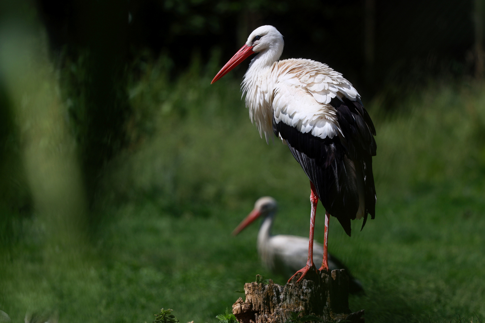 der Fluglehrer