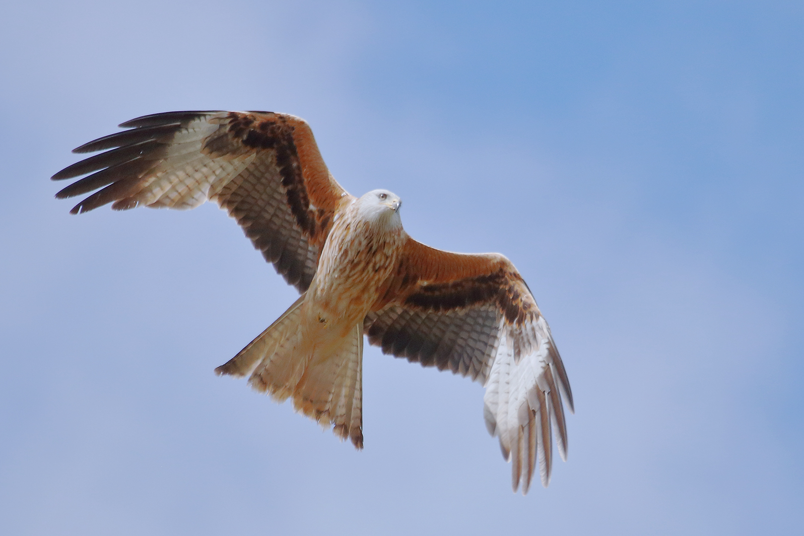 Der Flugschauzuschauer am Himmel