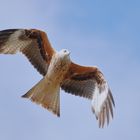 Der Flugschauzuschauer am Himmel