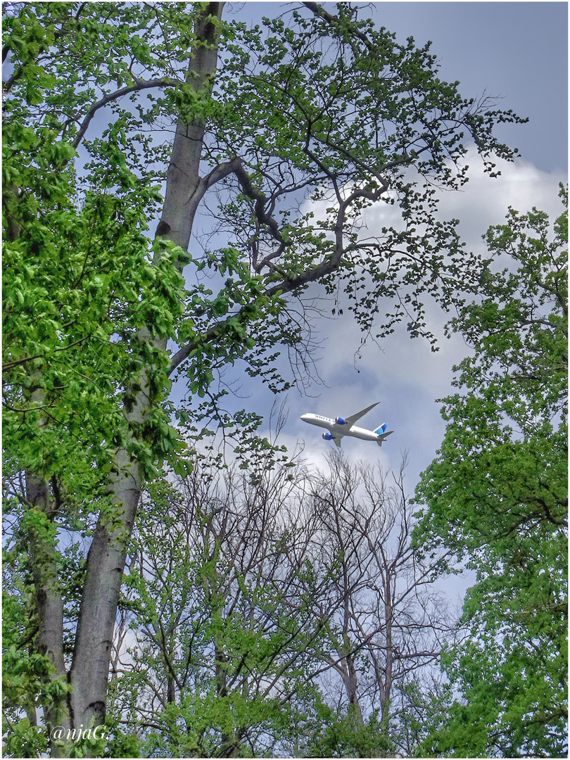 der Flugzeug fliegt über Wald, Blick durch die Baumkronen…