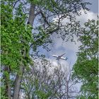 der Flugzeug fliegt über Wald, Blick durch die Baumkronen…