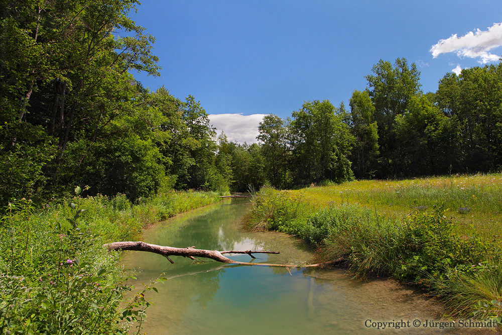 Der Fluss am Waldrand