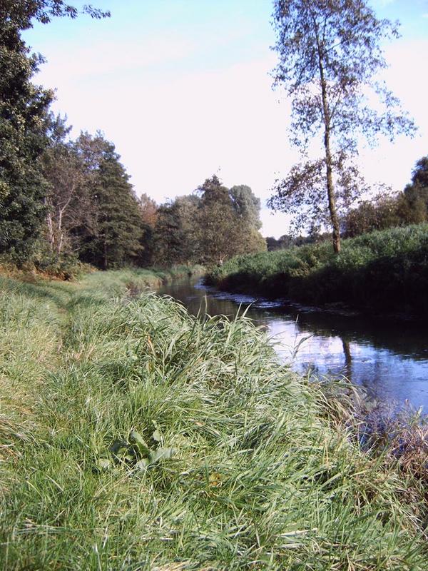 Der Fluss am Waldweg 2