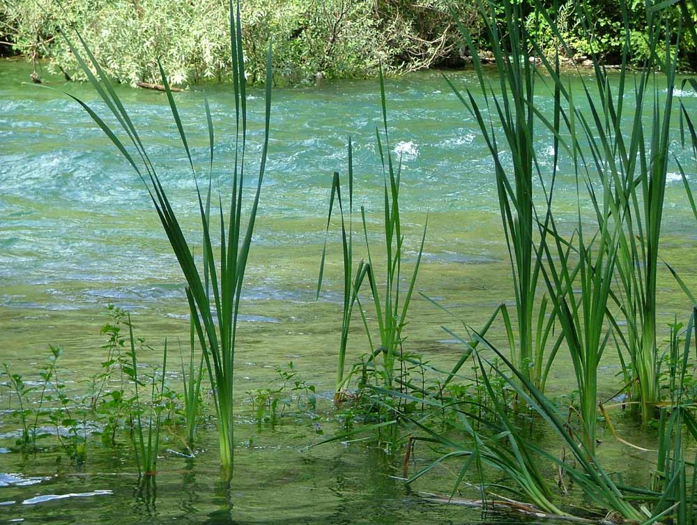 Der Fluß Cetina in der Nähe von Omis (Kroatien)