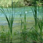 Der Fluß Cetina in der Nähe von Omis (Kroatien)