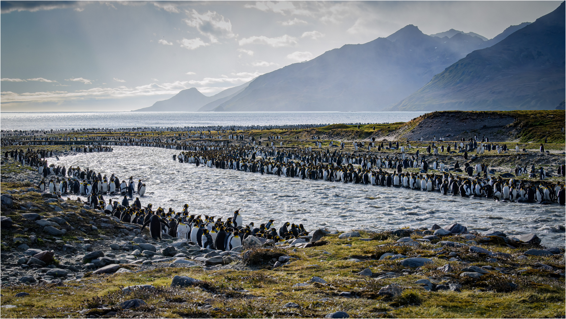 Der Fluß der Pinguine