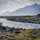 Der Fluß der Pinguine