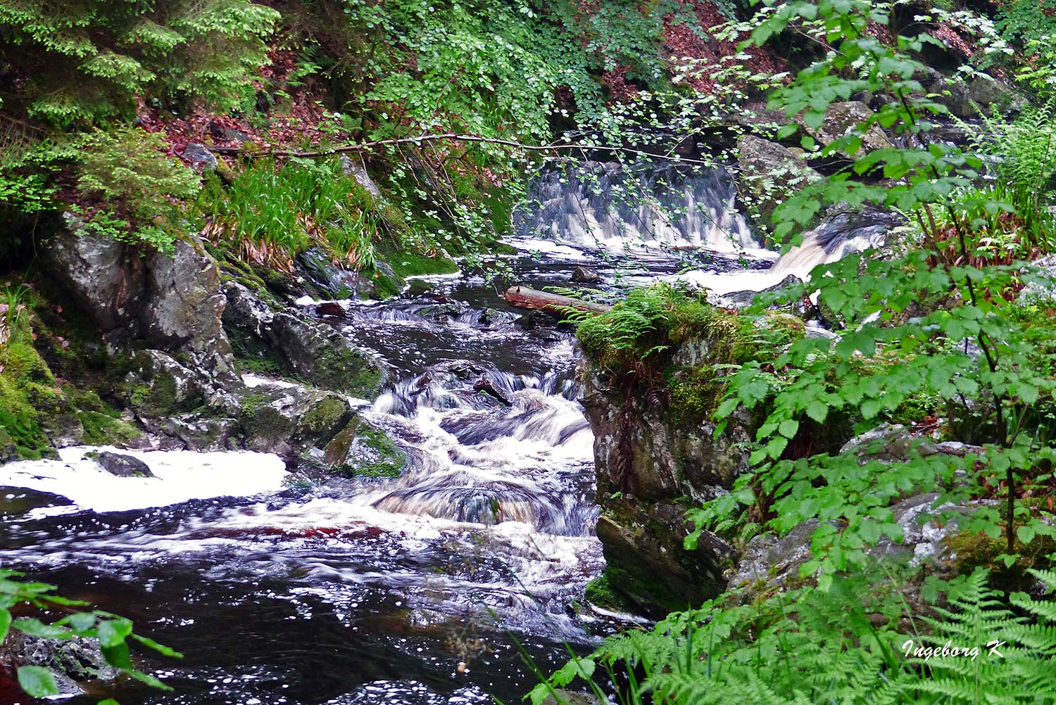 Der Fluss Hoegne im Hohen Venn - 3