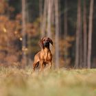 Der Förster aus dem Silberwald