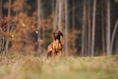 Der Förster aus dem Silberwald