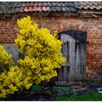 der Forsythienstrauch