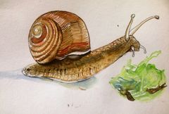 Der Fortschritt ist eine Schnecke,