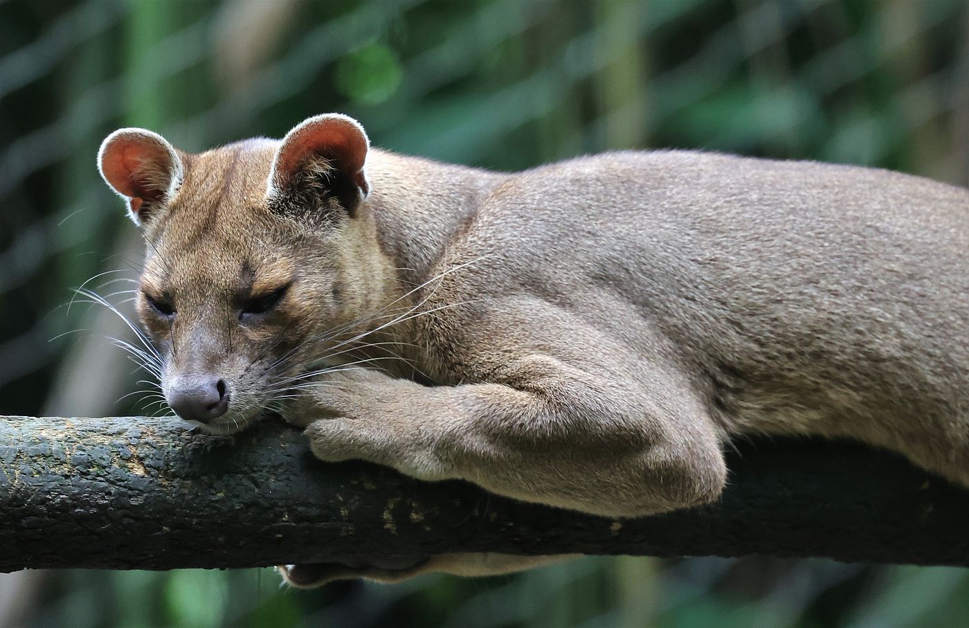 Der Fossa Foto & Bild tiere, zoo, wildpark & falknerei, säugetiere