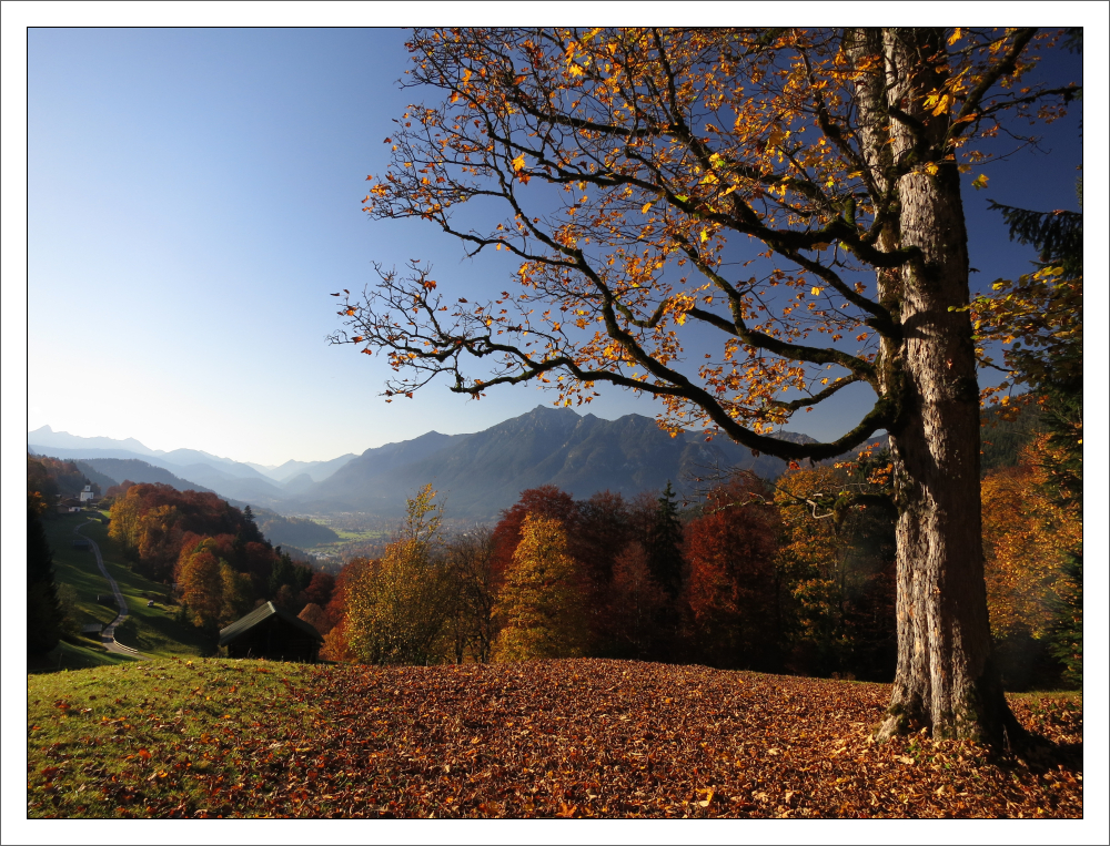 Der Foto-Baum