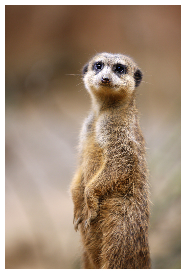 Der Foto-Star im Duisburger Zoo