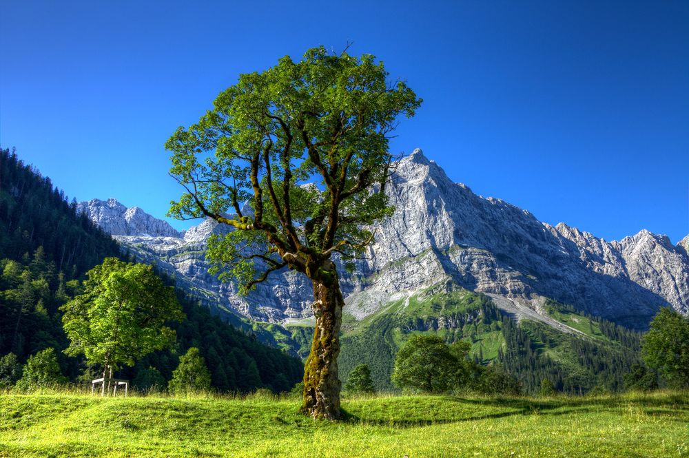 der Fotobaum