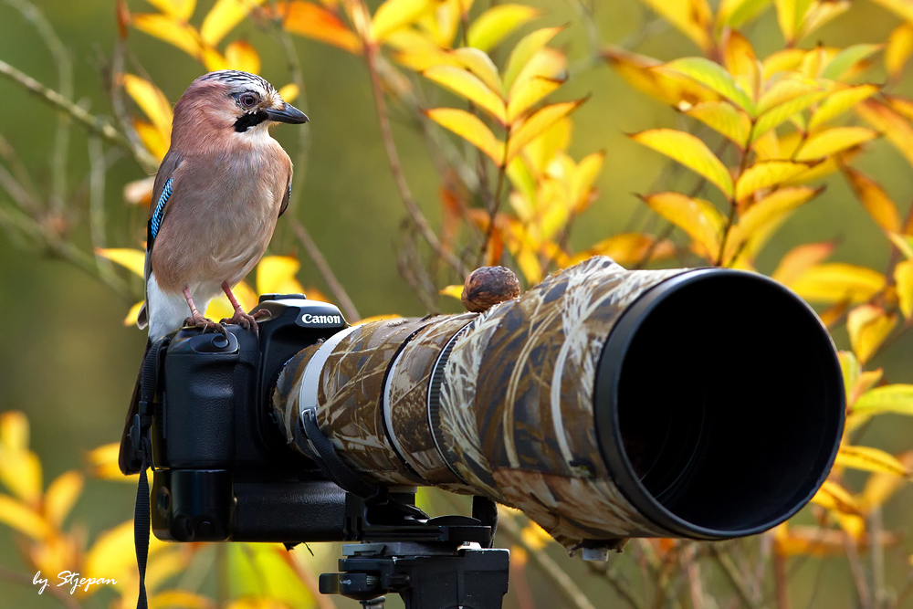 der Fotograf