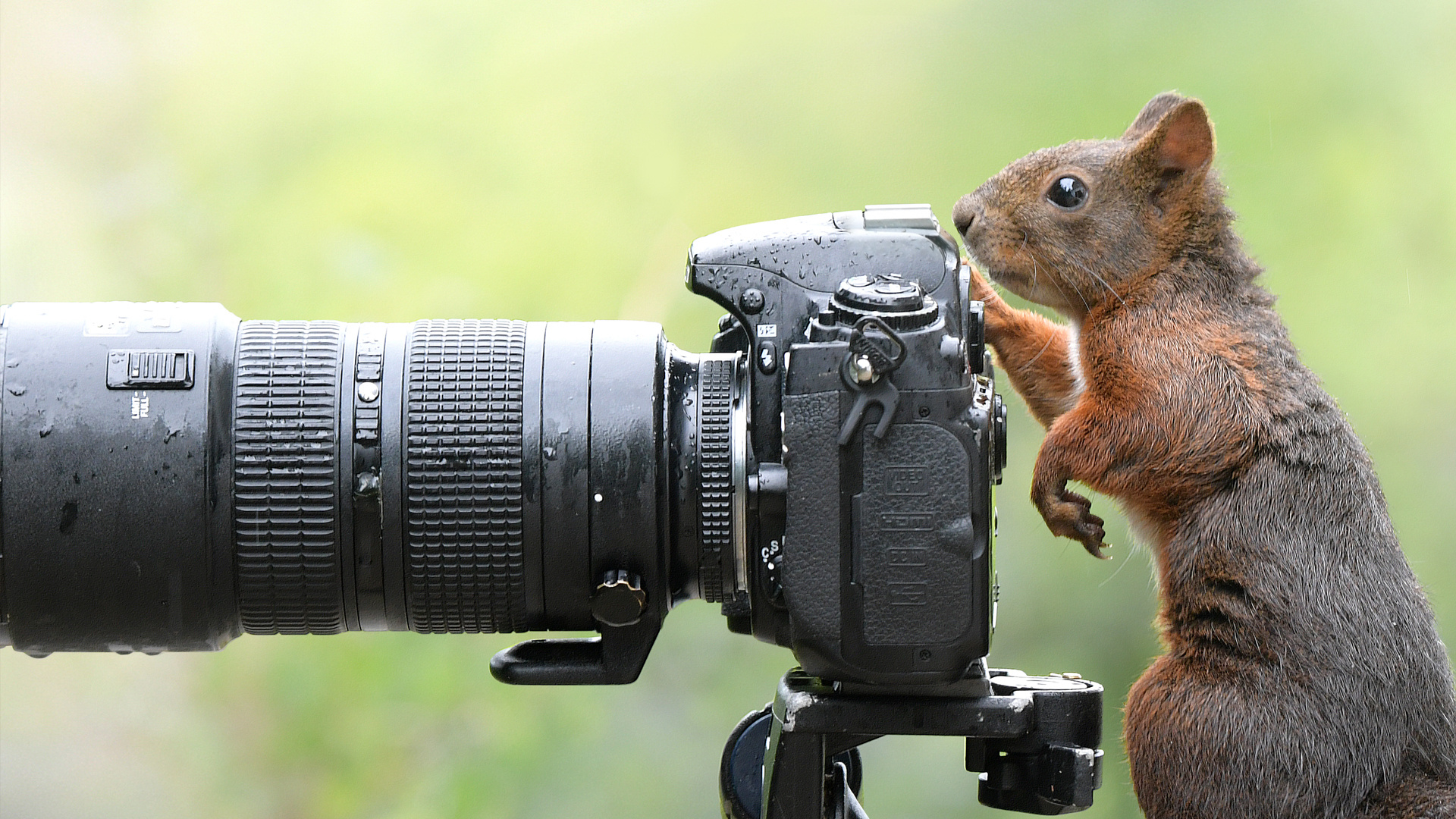Der Fotograf
