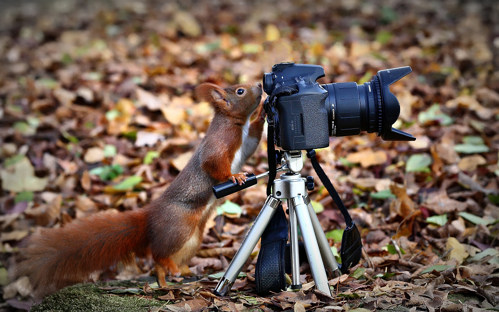 Der Fotograf das Eichhörnchen