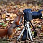 Der Fotograf das Eichhörnchen