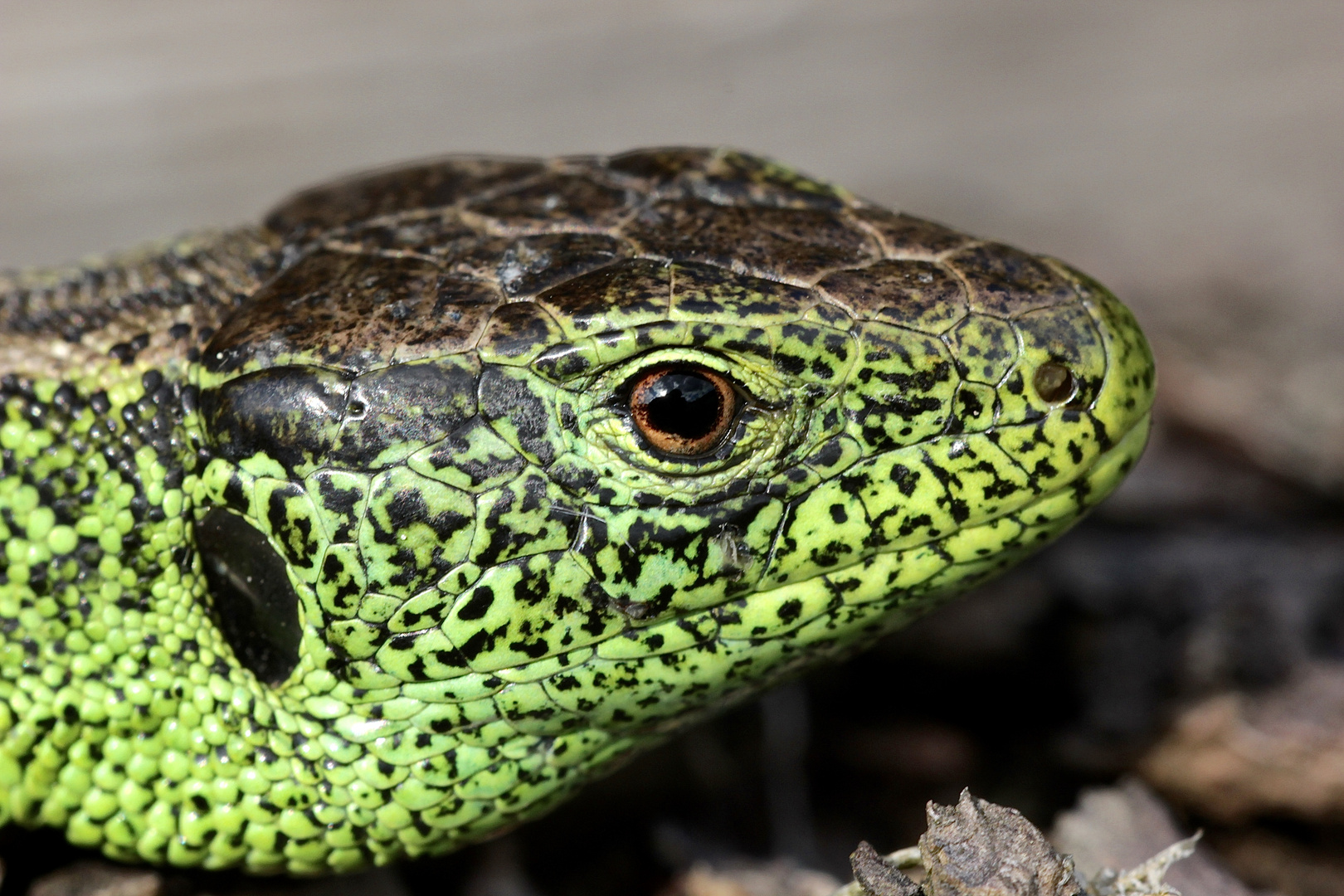 Der Fotograf im Auge des Zauneidechsenmännchens