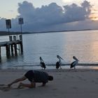 Der Fotograf & seine Pelikane