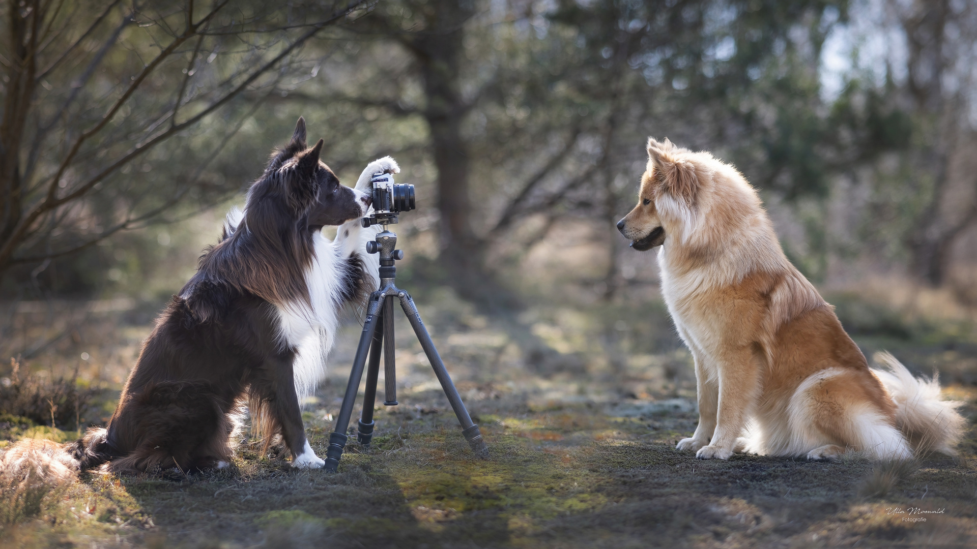 ...der Fotograf und das Model...