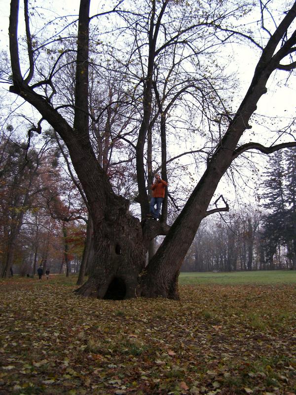 der fotograph im baum