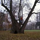 der fotograph im baum