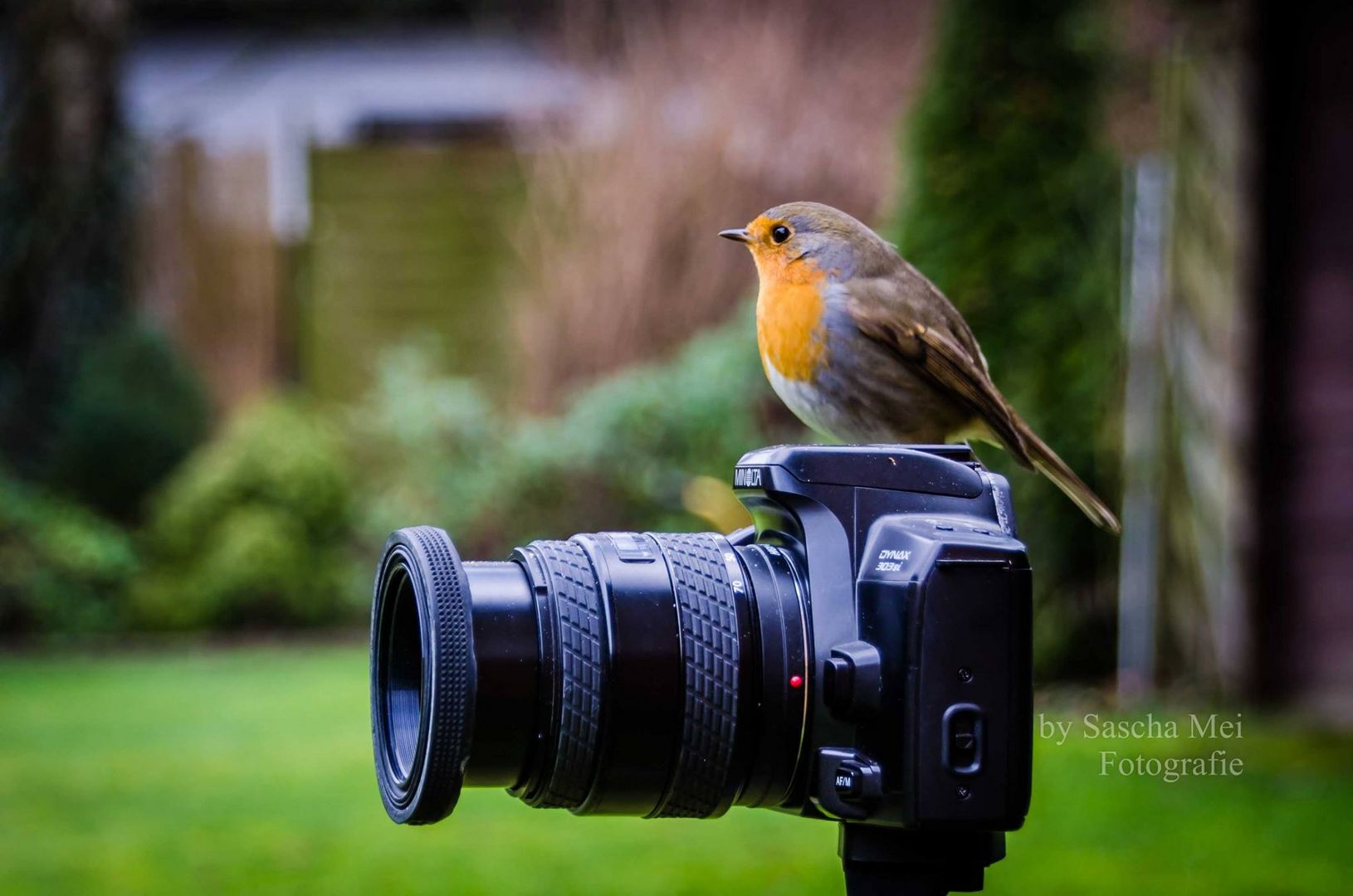 der Fotoprofi