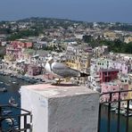 Der Fotostar von Procida ...