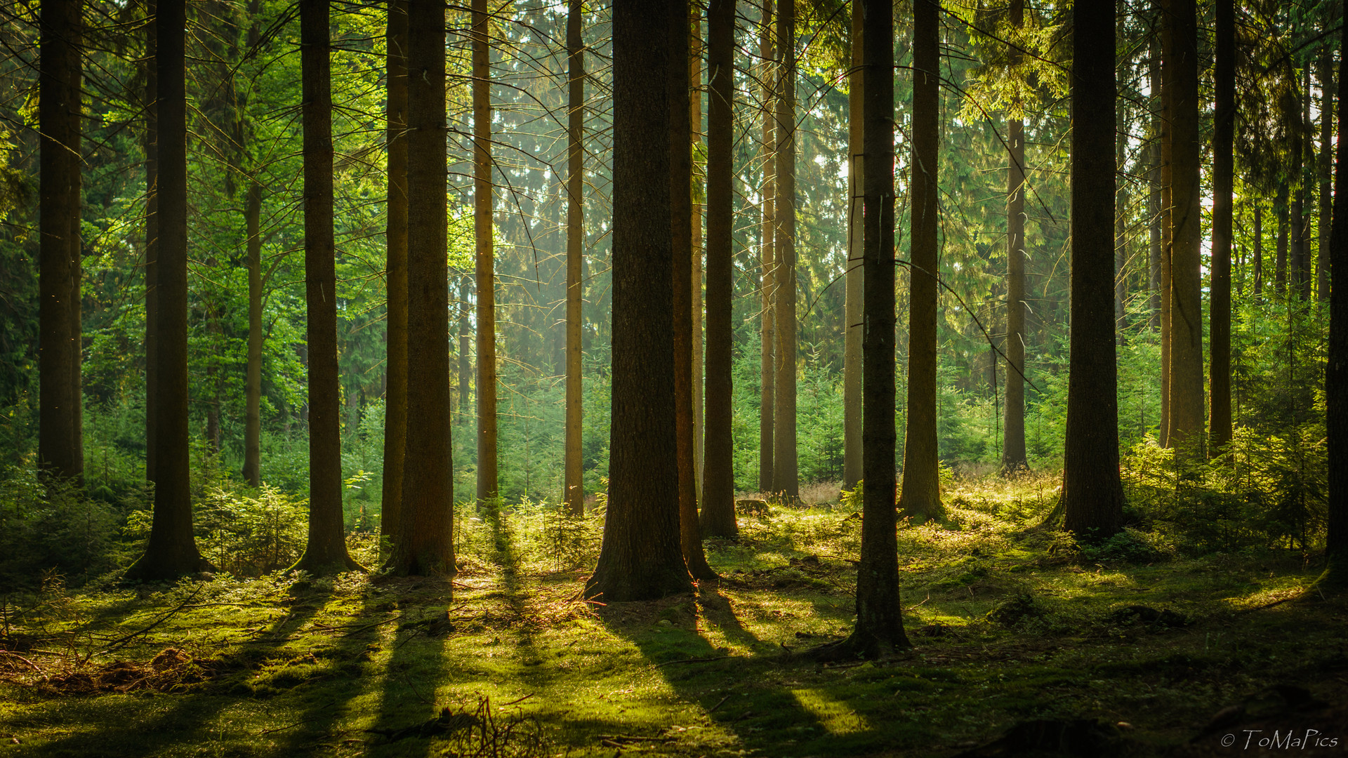 Der Frankenwald im Morgenlicht