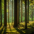 Der Frankenwald im Morgenlicht