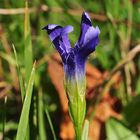 Der Fransenenzian (Gentianopsis ciliata)