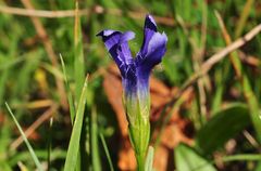 Der Fransenenzian (Gentianopsis ciliata)