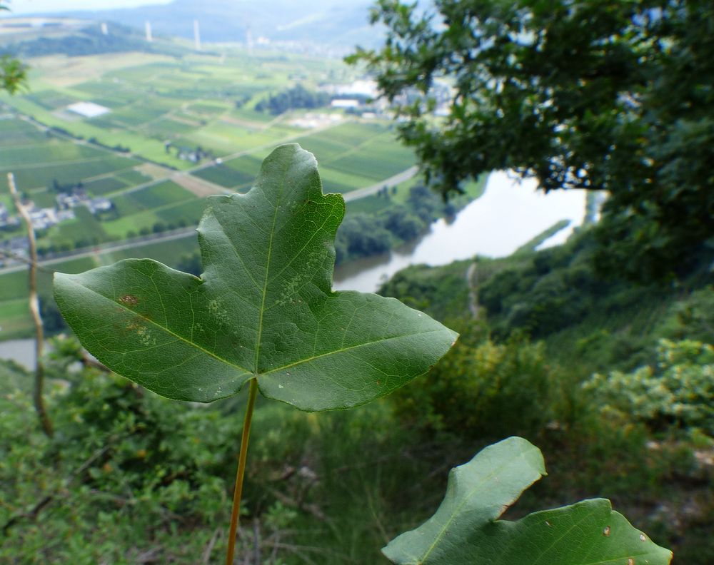 Der Französische Ahorn (Acer monspessulanum)