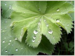 Der Frauenmantel zeigt den derzeitigen Wetterzustand,trüb und feucht.