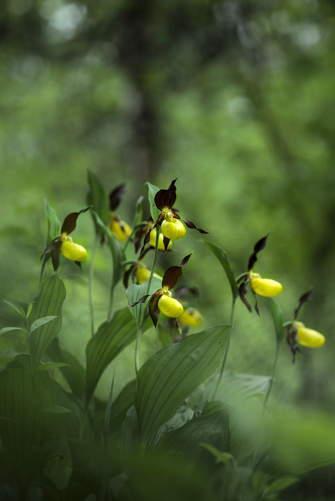 Der Frauenschuh (Cypripedium calceolus)