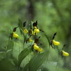 Der Frauenschuh (Cypripedium calceolus)