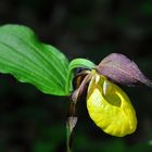 Der Frauenschuh (Cypripedium calceolus)