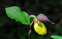 Der Frauenschuh (Cypripedium calceolus)