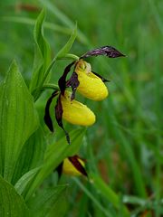 Der Frauenschuh Cypripedium calceolus