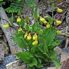 Der Frauenschuh, Cypripedium calceolus  nun voll erblüt und 7 oder 8 Paar Schuhe ...