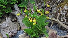 Der Frauenschuh, Cypripedium calceolus  nun voll erblüt und 7 oder 8 Paar Schuhe ...