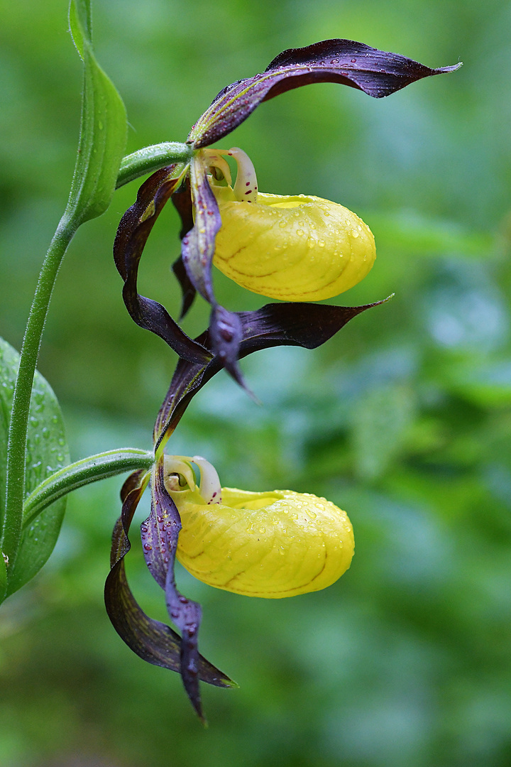 Der Frauenschuh, Königin der Orchideen