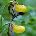 Der Frauenschuh, Königin der Orchideen