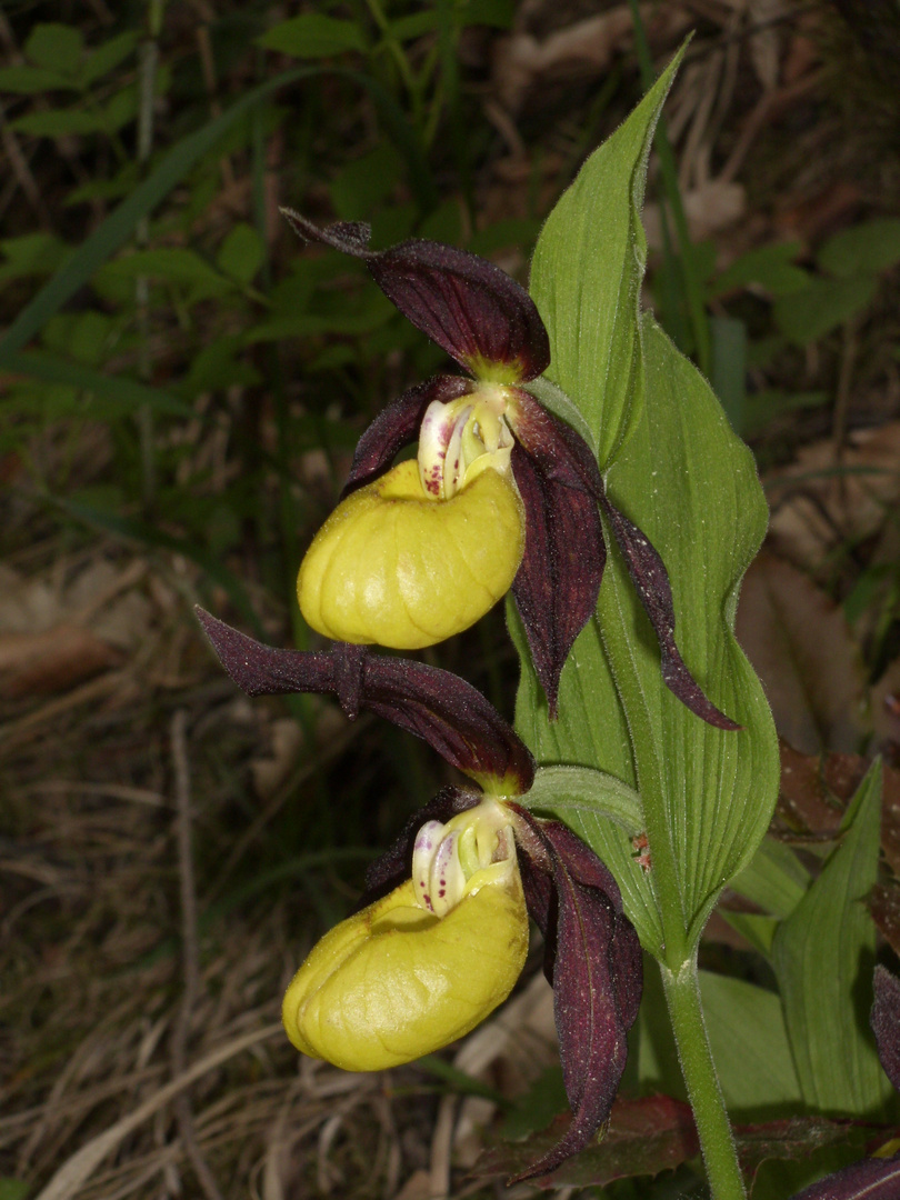 Der Frauenschuh schon in voller Blüte