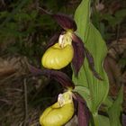 Der Frauenschuh schon in voller Blüte